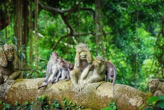 ubud monkey forest-best deal with edy ubud tour