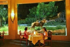 having dinner with lion at Bali Safari and Marine Park
