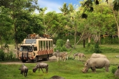 Package combination-Bali Safari tour-Edy Ubud Tour Special Offer- Grab your ticket now