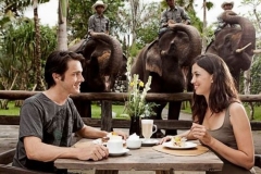 Breakfast  with the elephants at Bali Zoo