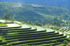 Jatiluwih rice terrace-explore the real bali