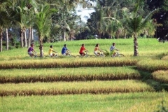Pass the beautiful of rice field paddy- cycling tour - special offer