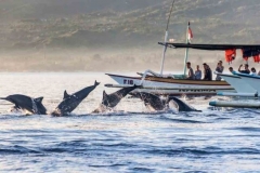 Dolphin watching at Lovina-sunrise tour