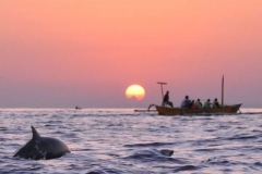 Lovina dolphin and snorkeling tour at North of Bali