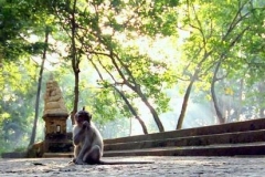 The Sacred Ubud Monkey Forest Sanctuary