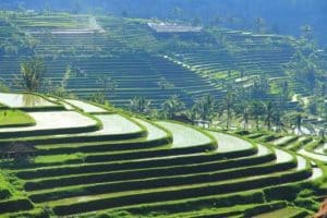 Jatiluwih rice terrace-explore the real bali