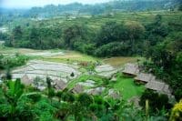 Pacung rice terrace-tour recommendation-bali tour package